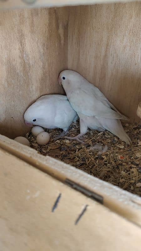 ALBINO RED EYES PAIRS 3