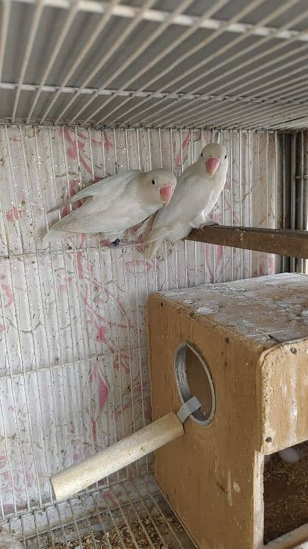 ALBINO RED EYES PAIRS 4