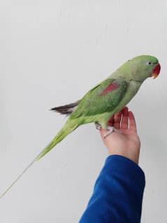 Raw Talking parrot baby