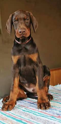 doberman