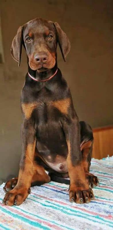 doberman male puppy available pedigree 0