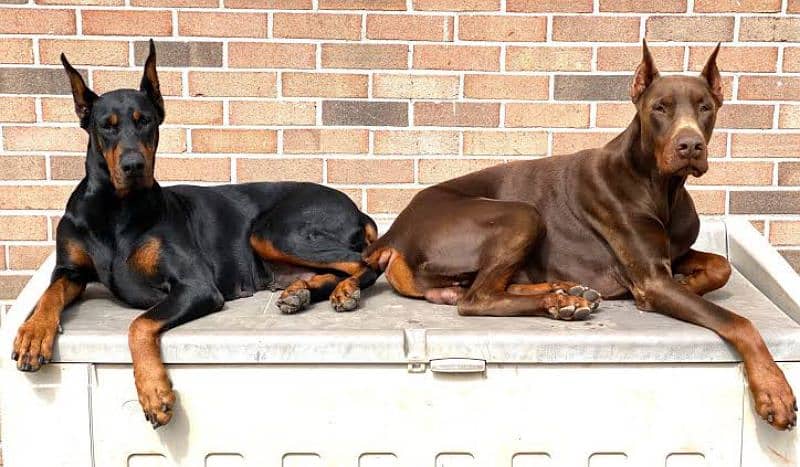 doberman male puppy available pedigree 1