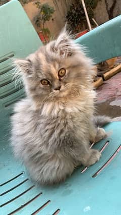 Pure Persian kittens (Male)