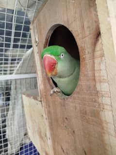 Breeding Pair of Parrots for Urgent Sale