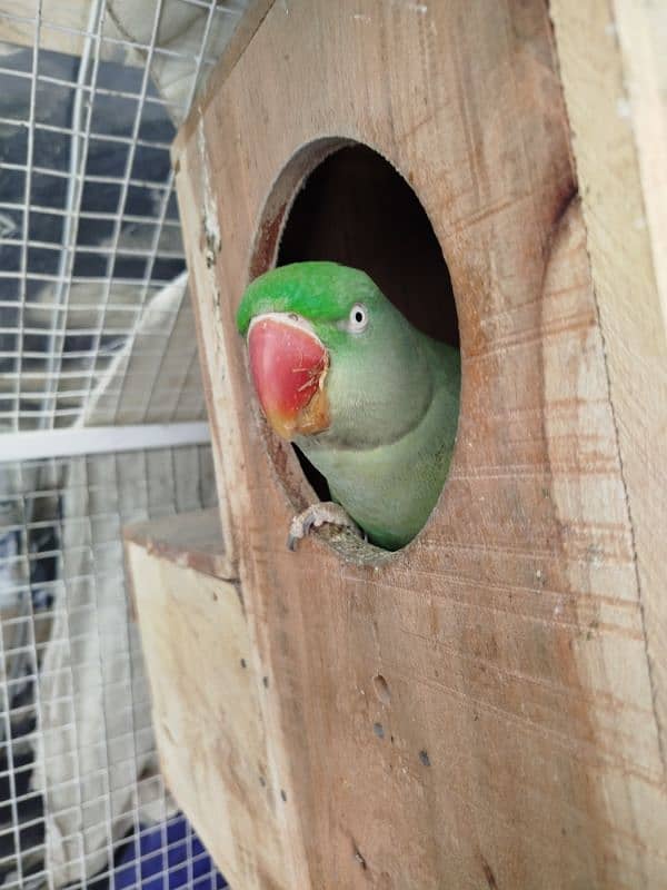 Breeding Pair of Parrots for Urgent Sale 0