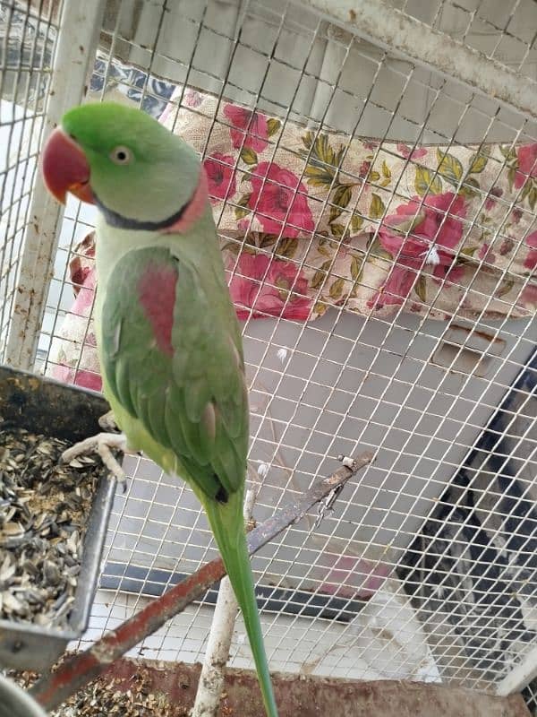 Breeding Pair of Parrots for Urgent Sale 1