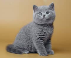 British shorthair female kitten Russia import available