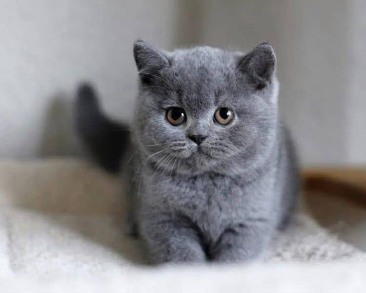 British shorthair female kitten Russia import available 1