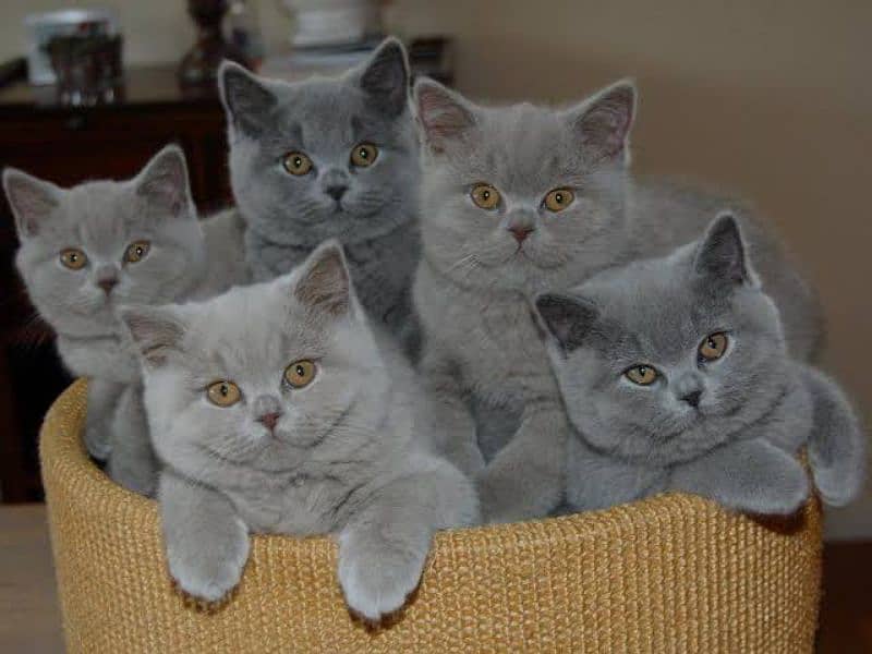 British shorthair female kitten Russia import available 2