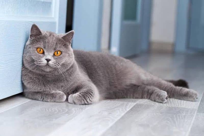 British shorthair female kitten Russia import available 3