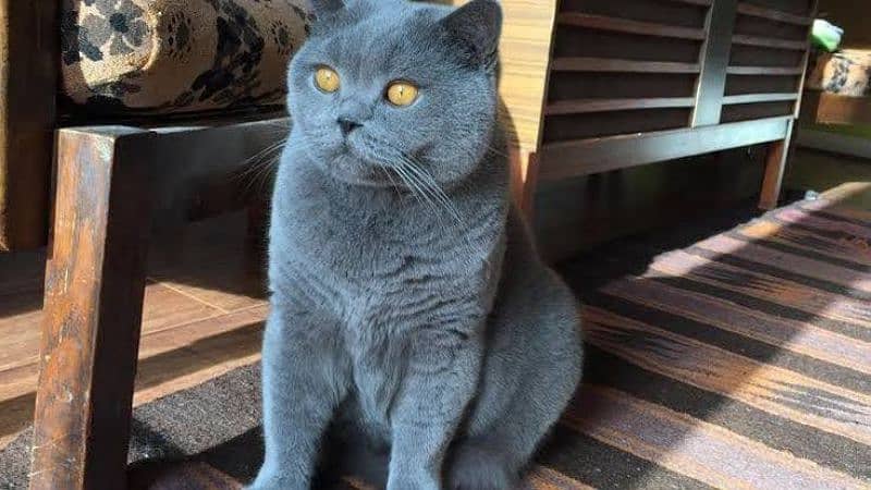 British shorthair female kitten Russia import available 4