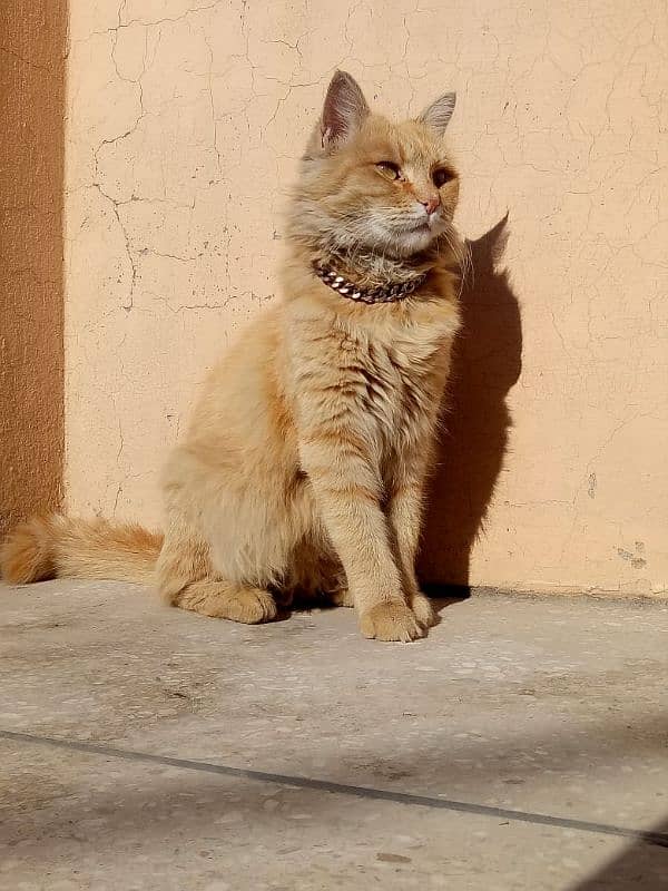 Persian Cat / Triple Coat / For Sale 1