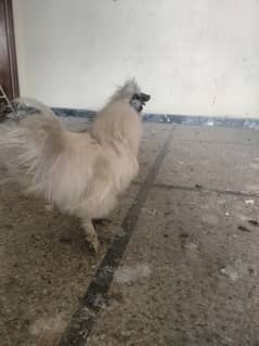 white silkie for sale