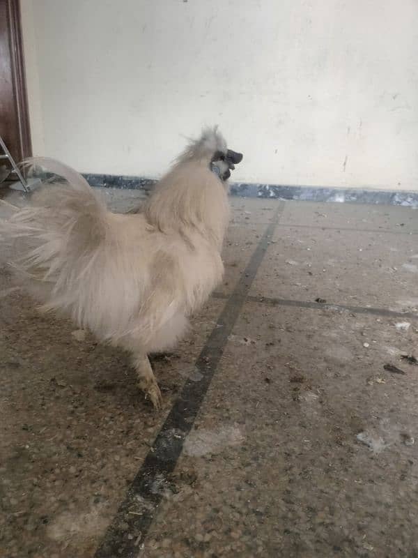 white silkie for sale 0