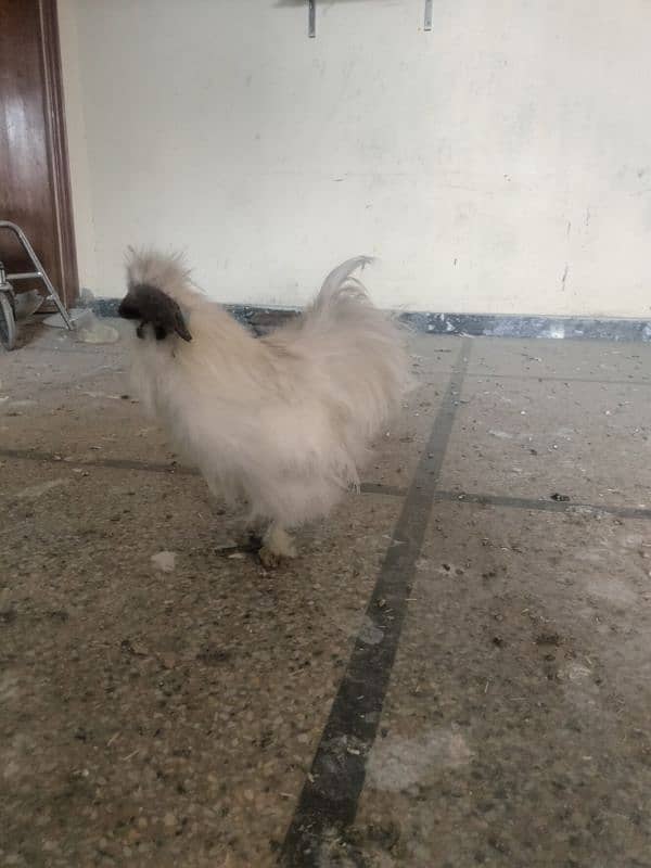 white silkie for sale 1