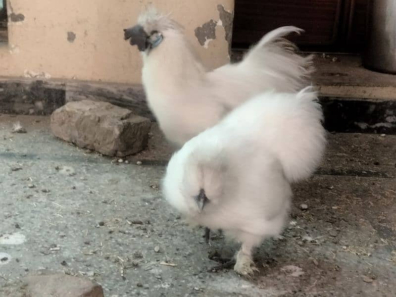 white silkie for sale 3