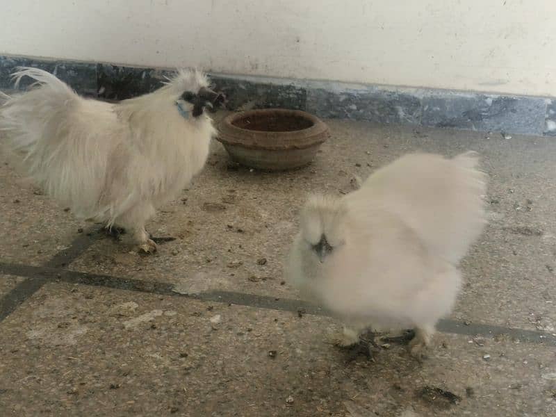 white silkie for sale 4