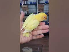 DAMAKA OFFER LOVE BIRDS lovebirds only 750 par pice