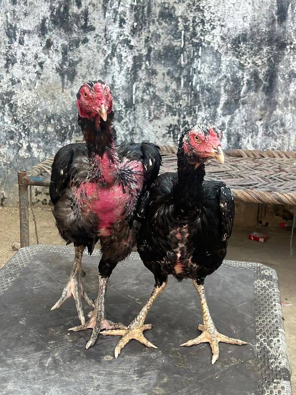 Aseel Thailands pairs for sale 3