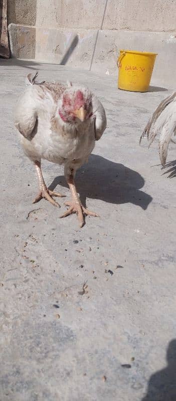 hen for sale and required kurak hen 1