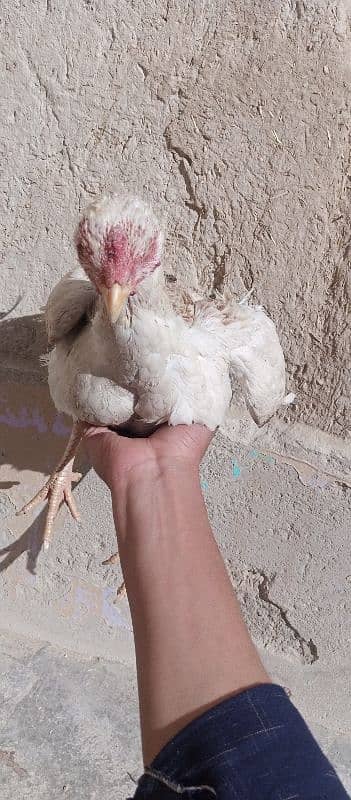 hen for sale and required kurak hen 2