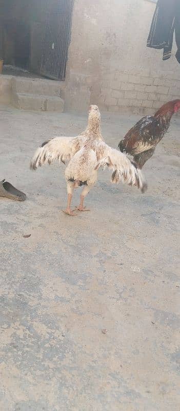 hen for sale and required kurak hen 3