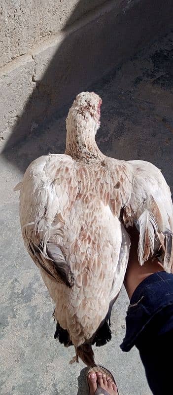 hen for sale and required kurak hen 4