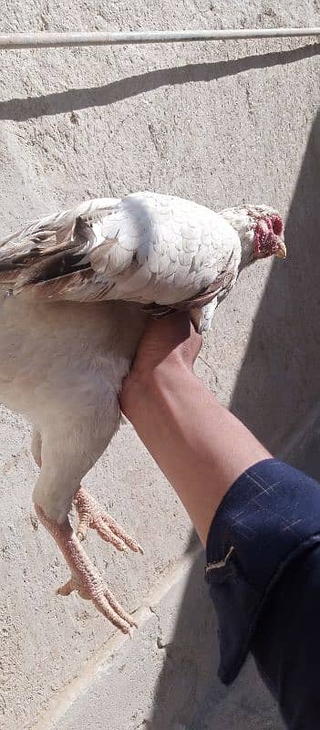 hen for sale and required kurak hen 5