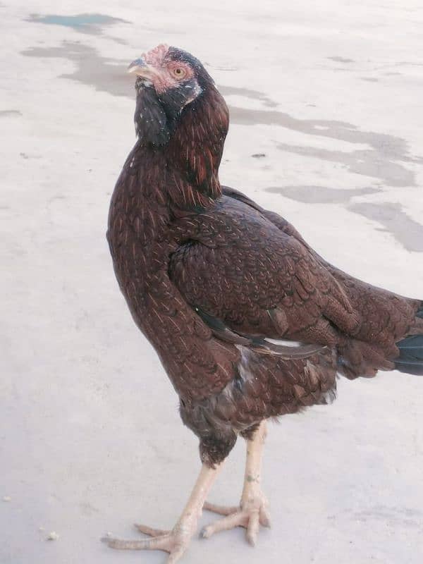 hen for sale and required kurak hen 6