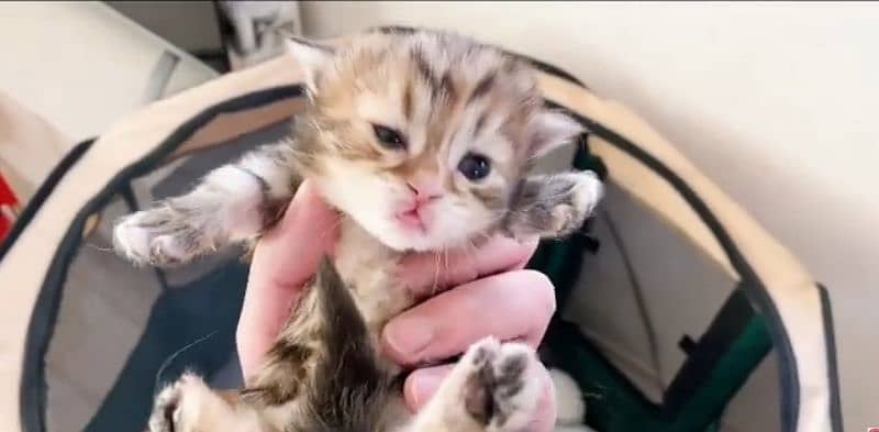 AUTHENTIC MUNCHKIN KITTENS,ALL DOCUMENTS AVAILABLE, DELIVERY AVAILABLE 1