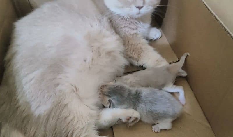 AUTHENTIC MUNCHKIN KITTENS,ALL DOCUMENTS AVAILABLE, DELIVERY AVAILABLE 5