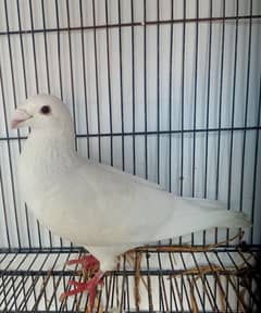 Garman Beauty Pure White Breder Male For Sale