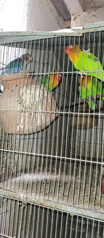 Love brid with cage for sale 0