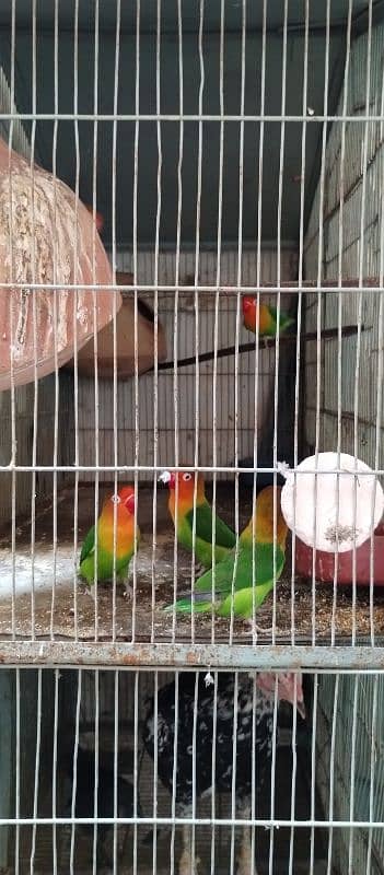 Love brid with cage for sale 2