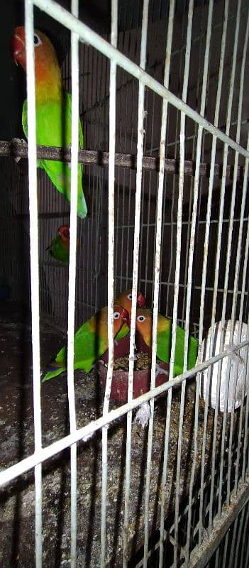 Love brid with cage for sale 3