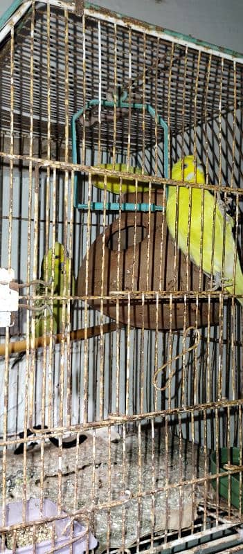 Love brid with cage for sale 4