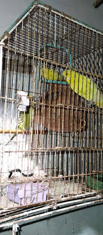 Love brid with cage for sale 5