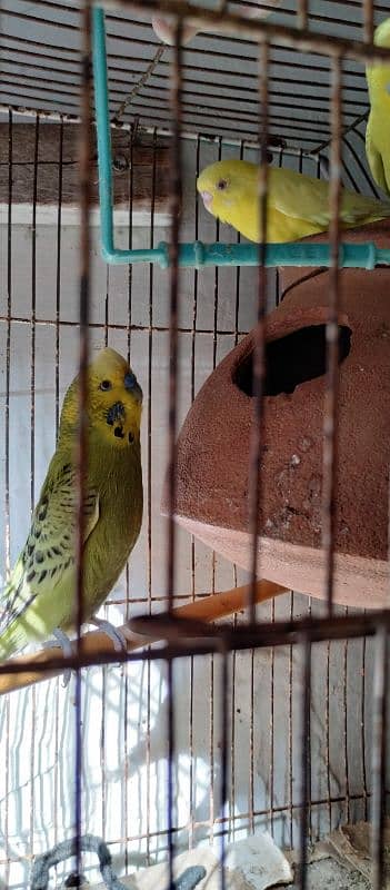 Love brid with cage for sale 6