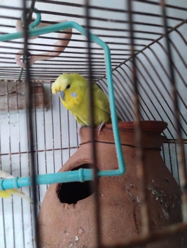 Love brid with cage for sale 7