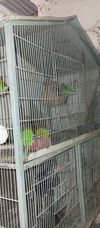 Love brid with cage for sale 8