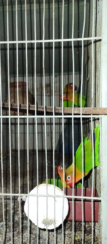 Love brid with cage for sale 9