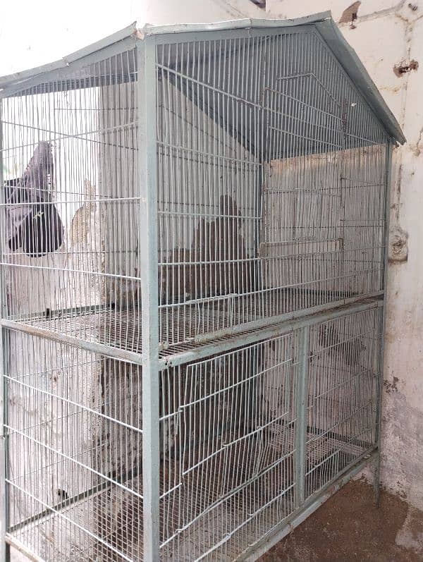 Love brid with cage for sale 12