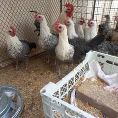 Fayoumi Misri Hens Fertile Eggs for sale