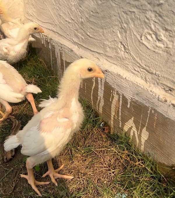 Shamo Chicks For Sale | O shamo Chicks | Shamo Female | Hen | Chuza | 1