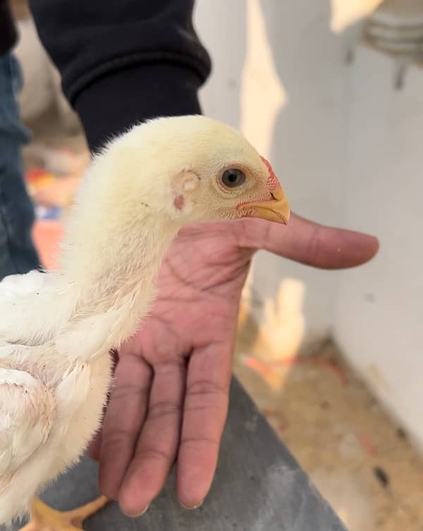 Shamo Chicks For Sale | O shamo Chicks | Shamo Female | Hen | Chuza | 3