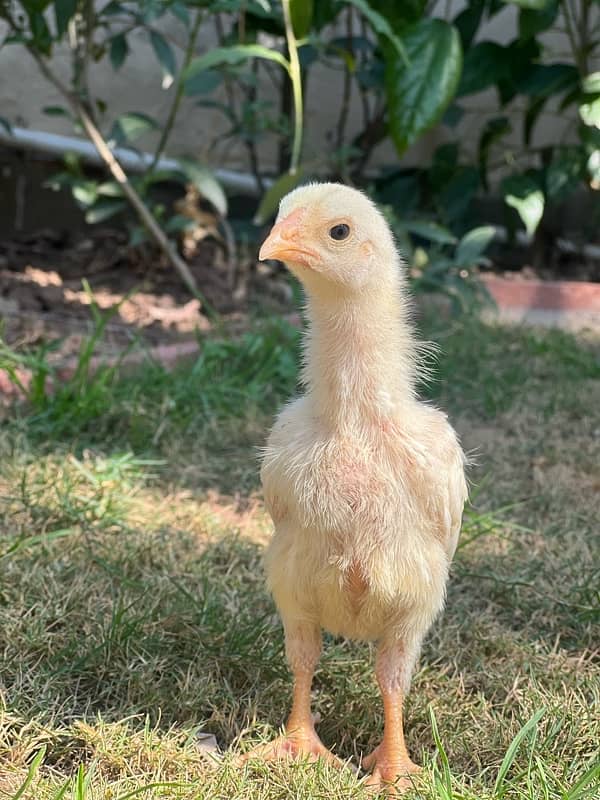 Shamo Chicks For Sale | O shamo Chicks | Shamo Female | Hen | Chuza | 5