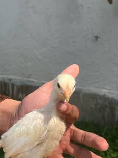 Shamo Chicks For Sale | O shamo Chicks | Shamo Female | Hen | Chuza |