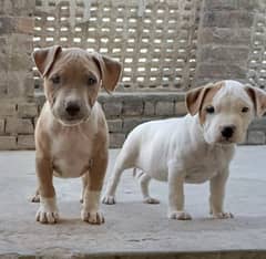 amercian pitbull pups