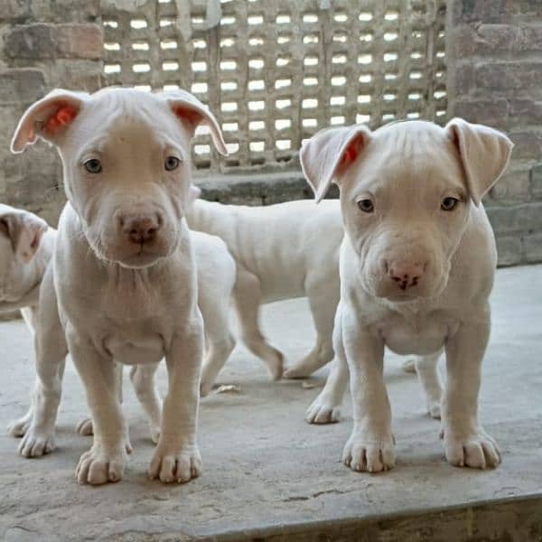 amercian pitbull pups 1