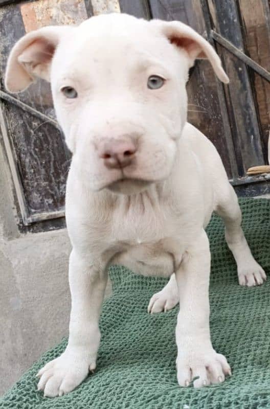 amercian pitbull pups 2